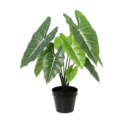 Alocasia