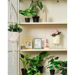 Alocasia