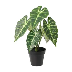 Alocasia