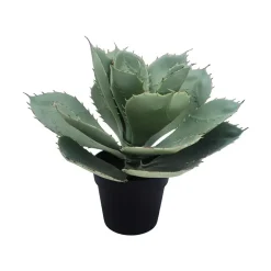 Aloe vera plante