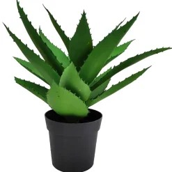 Aloe vera plante
