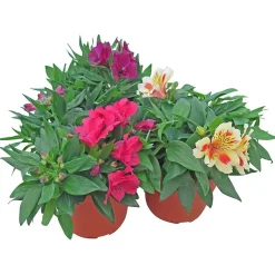 Alstromeria