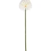 Aster/Callistephus