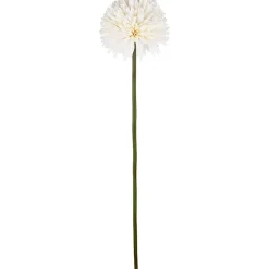Aster/Callistephus