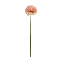 Aster/Callistephus