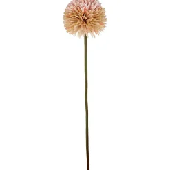 Aster/Callistephus