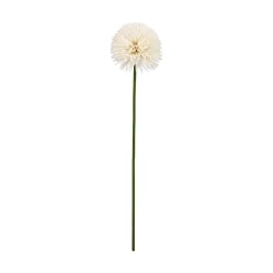 Aster/Callistephus