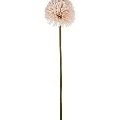 Aster/Callistephus