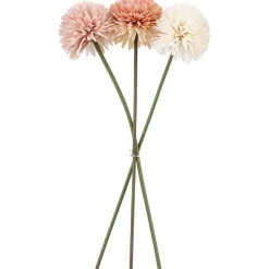 Aster/Callistephus