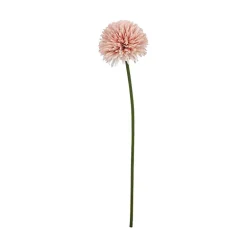 Aster/Callistephus