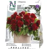Begonia