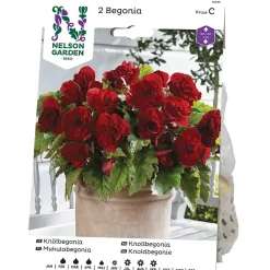 Begonia
