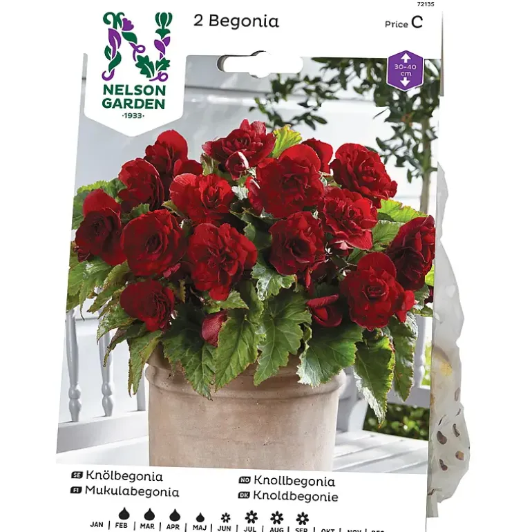 Begonia