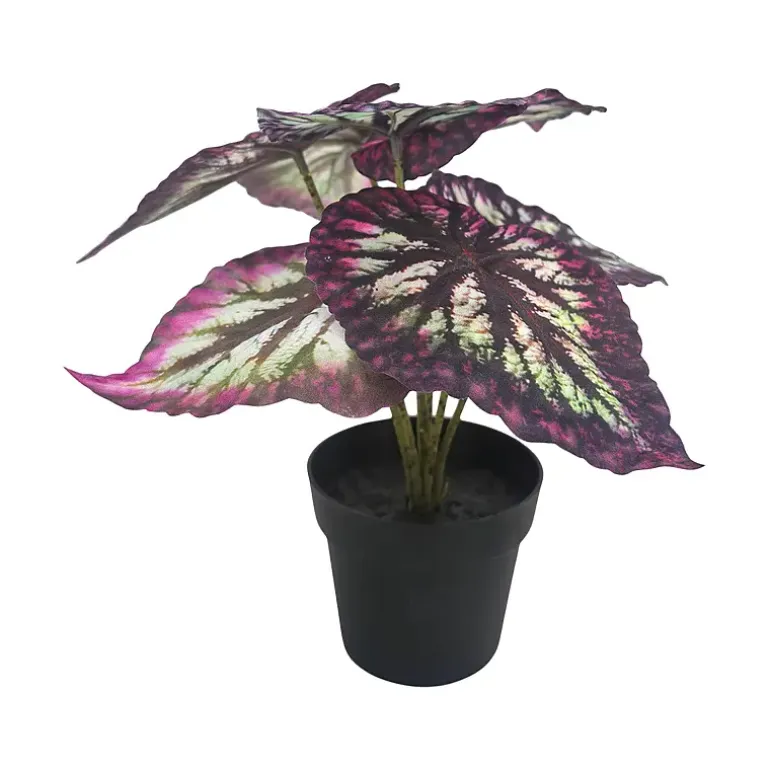 Begonia Rex