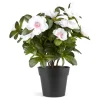 Belgisk Azalea