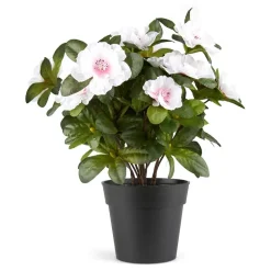 Belgisk Azalea