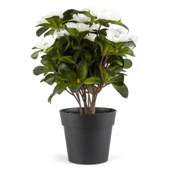 Belgisk Azalea