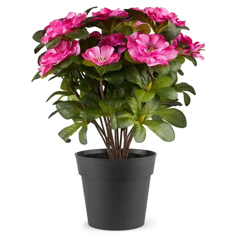 Belgisk Azalea