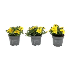 Bidens Ferulifolia