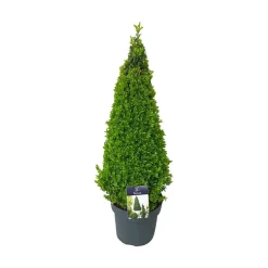 Buxus