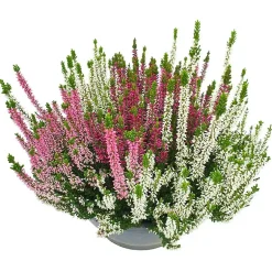 Calluna