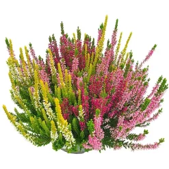 Calluna