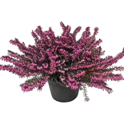 Calluna