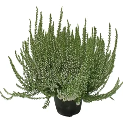 Calluna