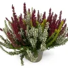 Calluna
