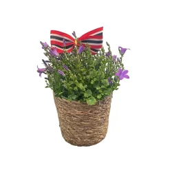 Campanula i kurv