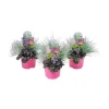 Color your garden