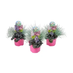 Color your garden