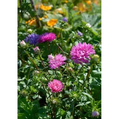 Frø asters