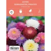 Frø asters