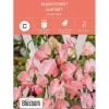 Frø blomsterert