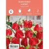 Frø blomsterert
