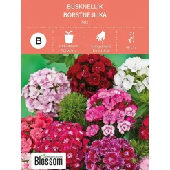 Frø busknellik