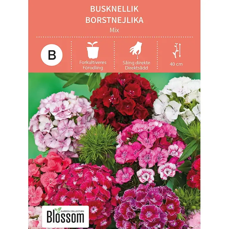 Frø busknellik