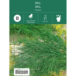 Frø dill