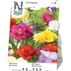 Freesia