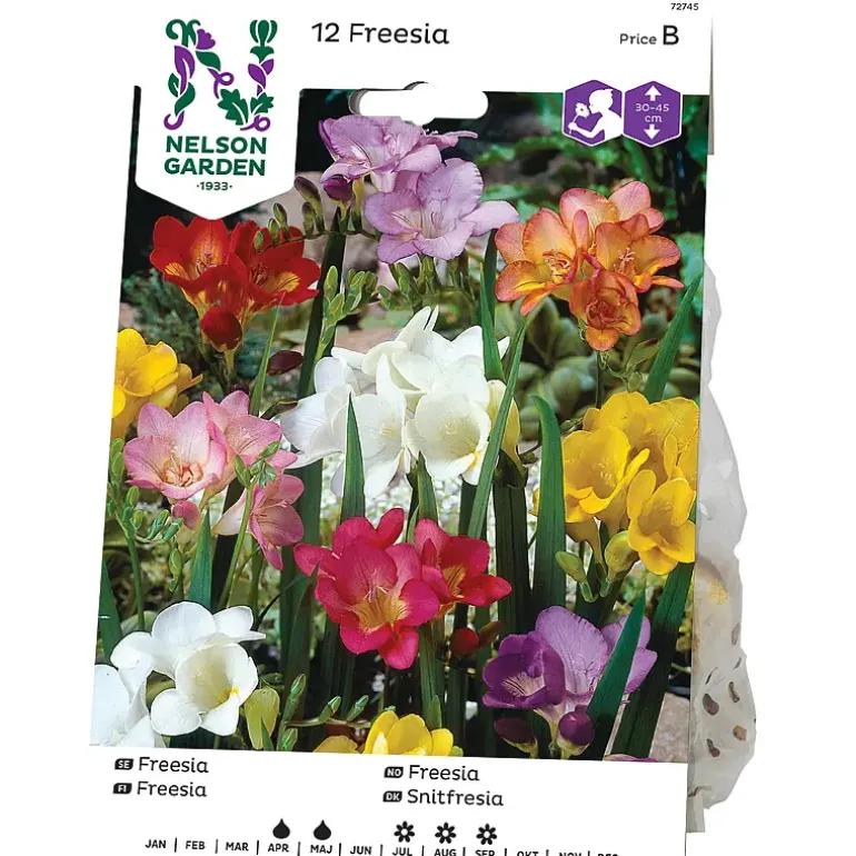 Freesia