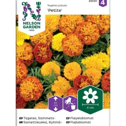 Frø fløyelsblomst