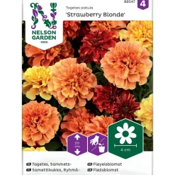 Frø fløyelsblomst