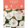 Frø hagepoppelrose