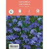 Frø kantlobelia