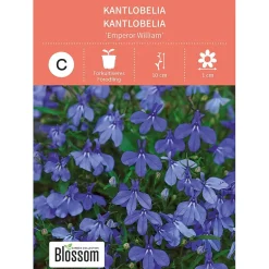 Frø kantlobelia