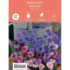 Frø kornblomst