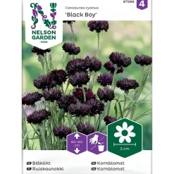 Frø kornblomst