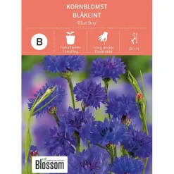 Frø kornblomst