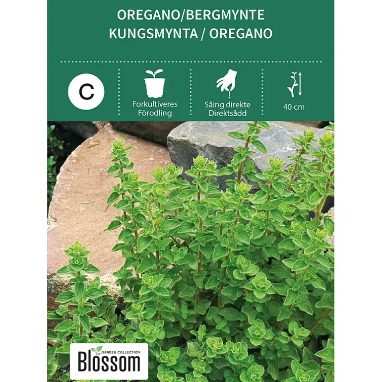 Frø oregano/bergmynte